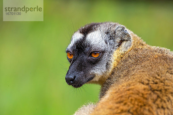 Porträt eines braunen Makis  eine Nahaufnahme eines lustigen Lemurs