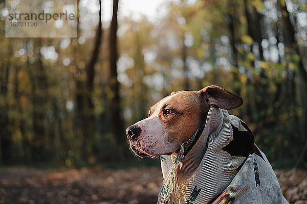 Hero shot eines Hundes mit Decke im Herbstwald