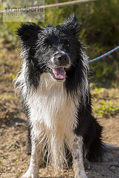 Porträt eines fröhlichen  auf dem Boden sitzenden Hundes