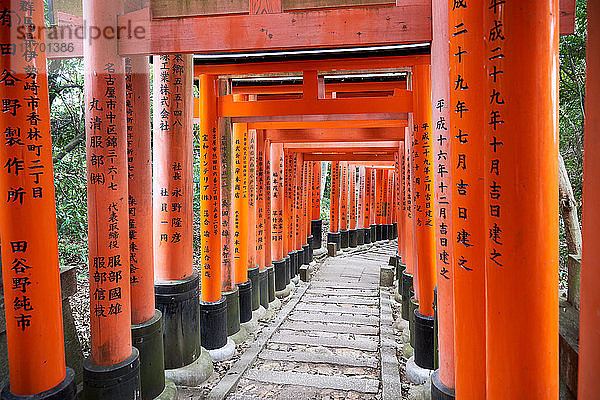 Japan  Honshu  Kyoto  Fushimi Inari-taisha  Torii japanische Tore