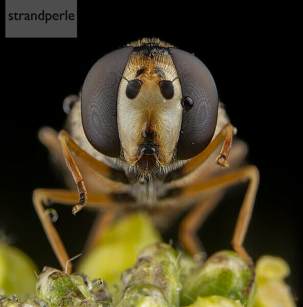 Makroporträt einer Fliege (Diptera) in Nahaufnahme mit schwarzem Hintergrund
