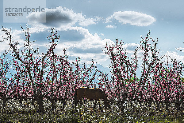 Pferd grasend auf Bauernhof im Frühling mit rosa Bäumen