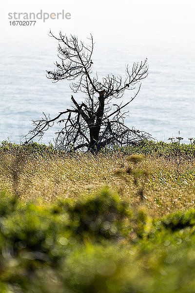 Alter toter Baum am Rande eines Küstenfeldes mit Blick auf den Pazifik