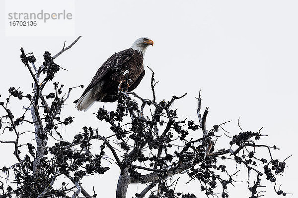 Kräftiger Weißkopfseeadler mit weiß gefiedertem Kopf  der aufmerksam beobachtet