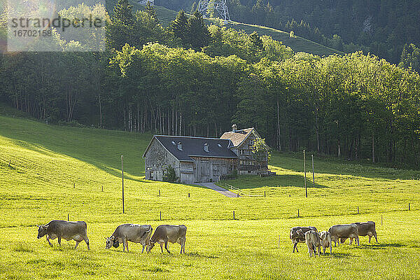 Kühe grasen neben einem traditionellen Bauernhaus  Alpstein  Appenzell  Schweiz