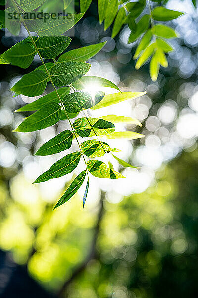 Sonnenlicht durch grüne Baumblätter mit geringer Schärfentiefe