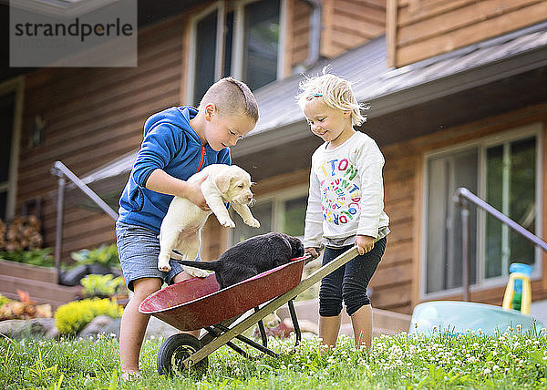 Junge und Mädchen spielen mit Lab-Welpen