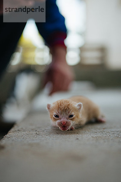 Porträt einer kleinen Katze.