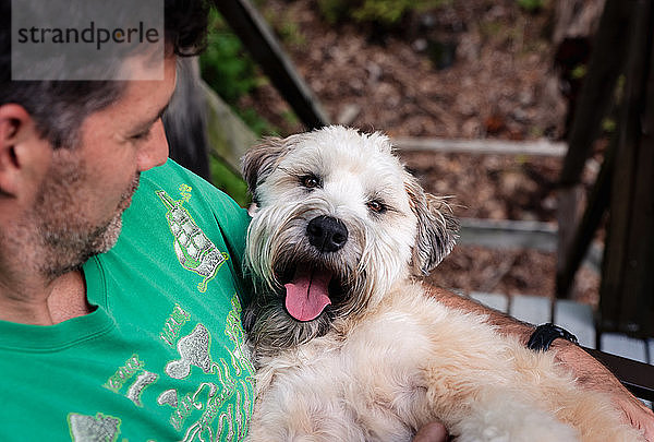 Nahaufnahme eines Wheaten Terriers auf dem Schoß seines Besitzers.