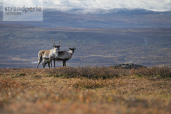 Zwei Rentiere schauen in die Kamera in einer herbstlichen Berglandschaft am Kungsleden Trail  Lappland  Schweden