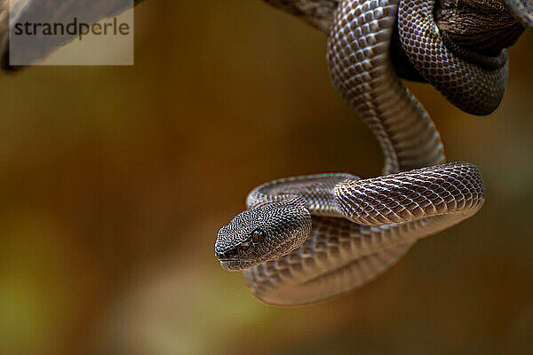 Trimeresurus purpureomaculatus ist eine giftige Grubenotterart  die in