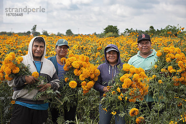 Landwirte auf einem Cempasúchil-Blumenfeld in Puebla.