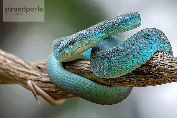 Trimeurus insularis blue ist eine giftige Schlange aus Indonesien