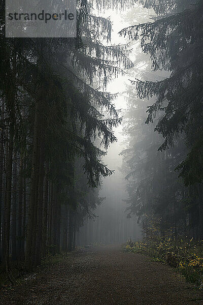 Pfad im dunklen  unheimlichen Wald an einem nebligen Morgen  Mittelböhmische Region  Tschechische Republik