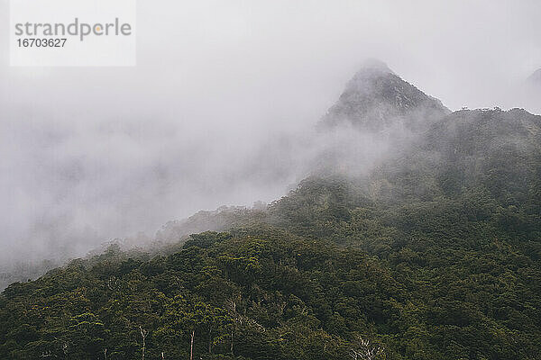 Üppiger Wald und Berge im Hintergrund an einem nebligen Tag  Milford Sound  NZ