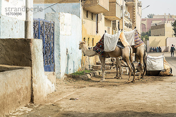 Kamele stehen vor einem Haus in Giza  Ägypten