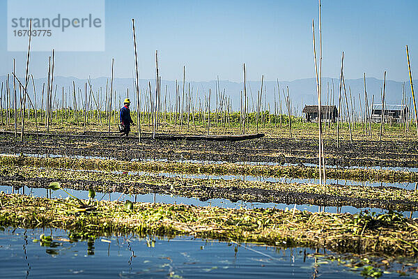 Landwirt bei der Arbeit im schwimmenden Garten  Inle-See  Nyaungshwe  Myanmar