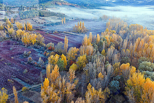 Spanien  Cuenca  Weidenanbau in Canamares im Herbst