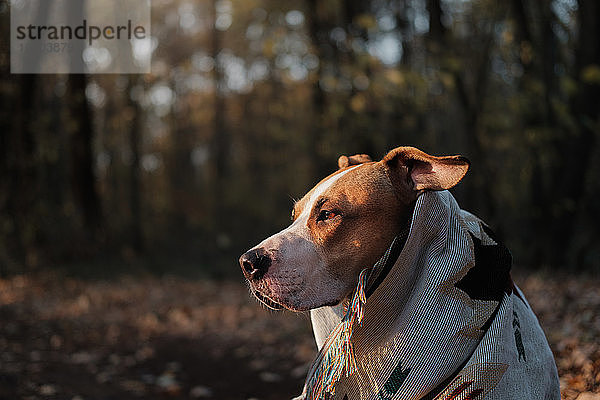 Staffordshire Terrier Hund in Decke im Herbst Wald