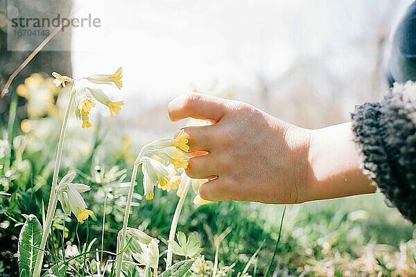 Ein Kind pflückt mit der Hand eine gelbe Blume an einem sonnigen Tag