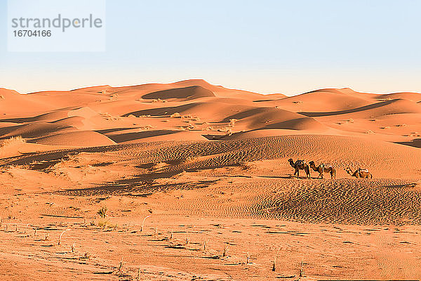 Kamele in einer Karawane durch die Wüstendünen von Erg Chebbi  Marokko