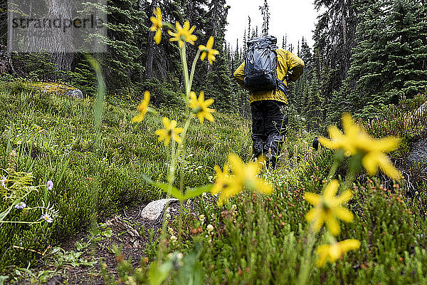 Wanderer beim Trekking in einem Bergwald  während er einen Hügel mit Blumen hinaufgeht