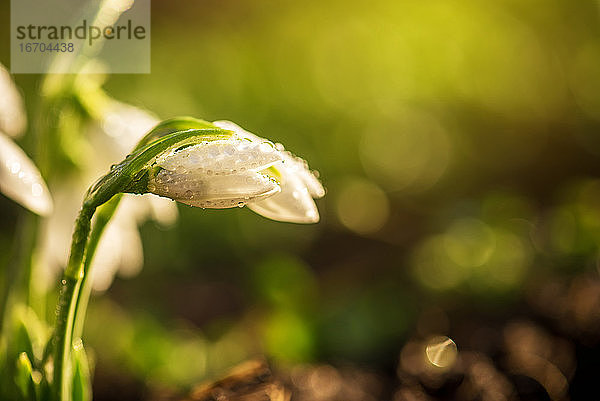 Schöne Schneeglöckchen  die ersten Frühlingsblumen.