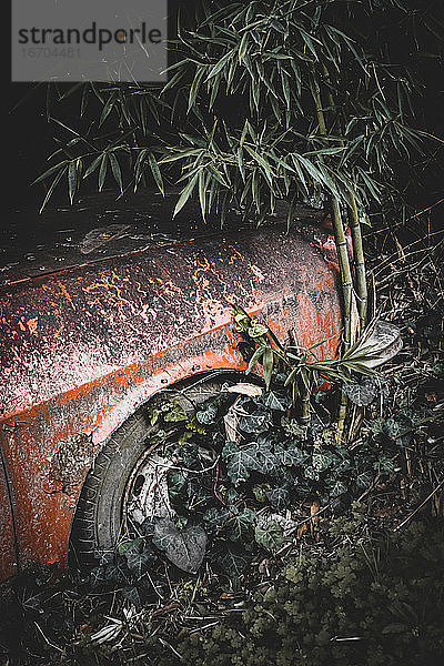 Altes verunfalltes und zerstörtes Auto mit Pflanzen  die im Laufe der Zeit die