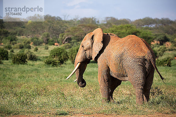 Ein großer roter Elefant läuft durch die Savanne zwischen vielen Pflanzen