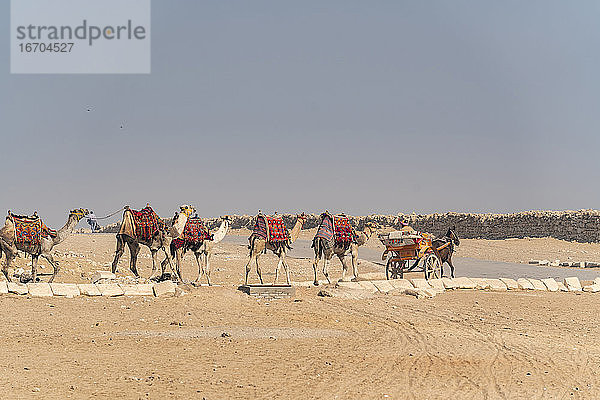 Ein Pferdewagen dirigiert eine Reihe von Kamelen auf der Straße in der Wüste