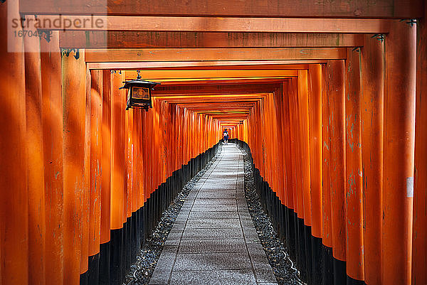 Japan  Honshu  Kyoto  Fushimi Inari-taisha  Torii japanische Tore