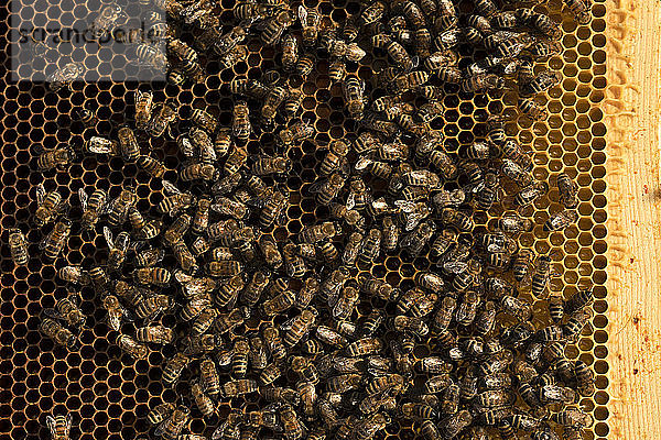Nahaufnahme eines Bienenschwarms auf einer Goldwabe