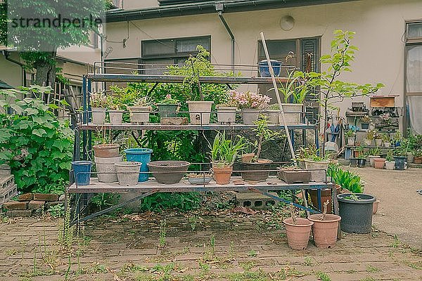 Pflanzen in Gartentöpfen im Freien