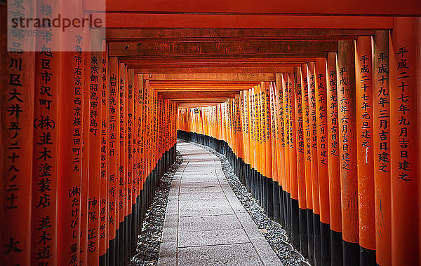 Japan  Honshu  Kyoto  Fushimi Inari-taisha  Torii japanische Tore