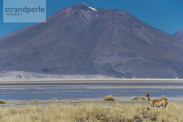 Lama mit Blick in die Kamera in der Region Antofagasta in Chile