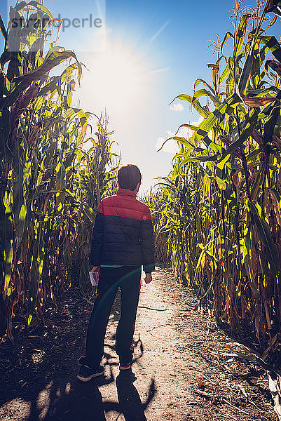 Kleiner Junge  der an einem sonnigen Herbsttag durch ein Maislabyrinth läuft.