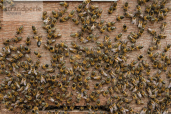 Bienen fliegen vor dem Eingang des Bienenstocks