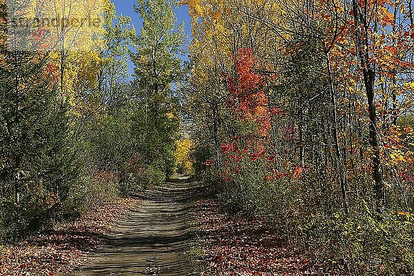 Waldweg durch herbstlich gefärbten Laubwald  Indian Summer  Provinz Quebec  Kanada  Nordamerika