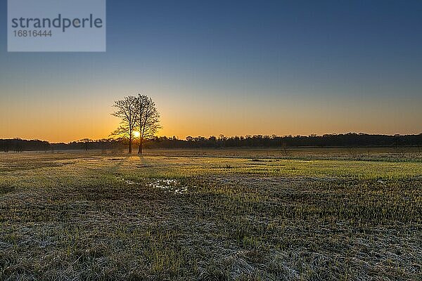 Sonnenaufgang im Naturschutzgebiet Mönchbruch  Rüsselsheim am Main  Hessen  Deutschland  Europa