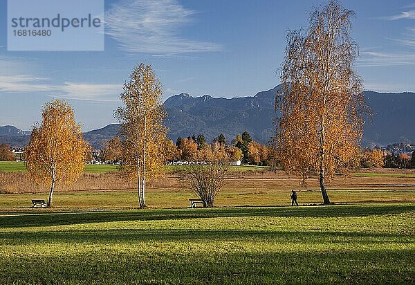 Herbstlandschaft mit Herzogstand und Heimgarten  Uffing am Staffelsee  Das Blaue Land  Oberbayern  Bayern  Deutschland  Europa