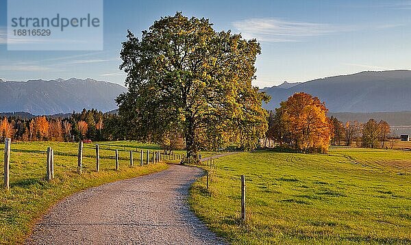 Herbstlandschaft mit Wanderweg beim Staffelsee  Uffing am Staffelsee  Das Blaue Land  Oberbayern  Bayern  Deutschland  Europa