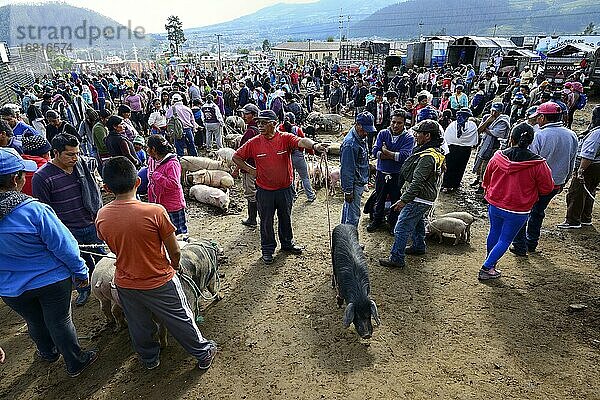 Menschen und Nutztiere am wöchentlichen Viehmarkt  Otavalo  Provinz Imbabura  Ecuador  Südamerika