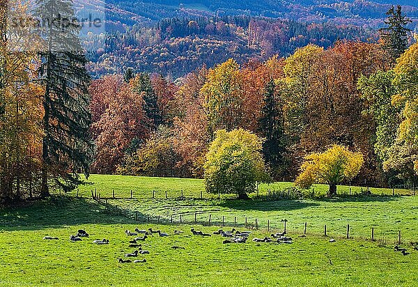 Herbstlandschaft mit Schafweide bei Guglhör  Murnau  Das Blaue Land  Oberbayern  Bayern  Deutschland  Europa