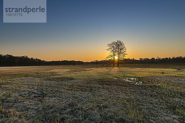 Sonnenaufgang im Naturschutzgebiet Mönchbruch  Rüsselsheim am Main  Hessen  Deutschland  Europa