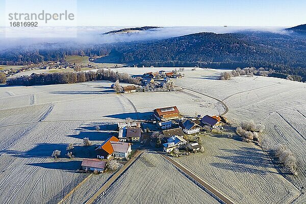 Bauernhöfe inmitten von Raureif überzogenen Wiesen  Agrarlandschaft  Von oben  Luftaufnahme  Drohnenaufnahme  Mondsee  Mondseeland  Salzkammergut  Oberösterreich  Österreich  Europa