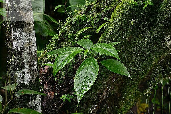 Nasse Blätter im tropischen Regenwald  bei Tena  Provinz Napo  Ecuador  Südamerika