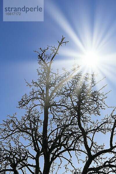 Sonnenstrahlen  vertrockneter Birnbaum  Baden-Württemberg  Deutschland  Europa