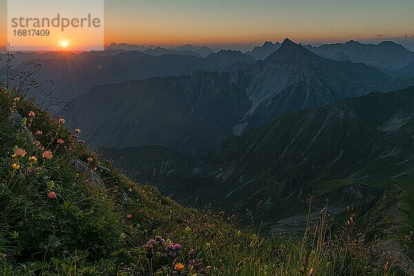 Sonnenaufgang über Lechtaler Alpen mit Blumenwiese im Vordergrund  Elmen  Lechtaler Alpen  Außerfern  Tirol  Österreich  Europa