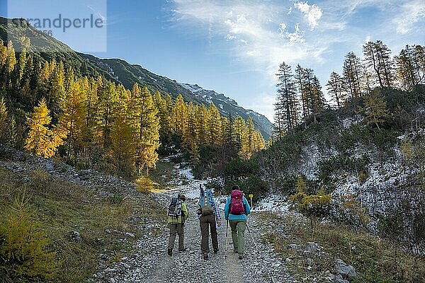 Drei Wanderer auf Wanderweg  gelb verfärbte Lärchen im Herbst  Wanderung zum Gipfel des Hahnenkampl  Engtal  Karwendel  Tirol  Österreich  Europa