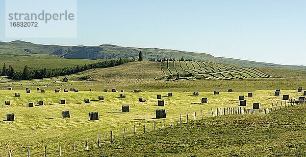 Geerntete Wiesen mit Heuballen  Hochebene von Cezallier  Regionaler Naturpark der Vulkane der Auvergne  Departement Puy de Dome  Auvergne-Rhone-Alpes  Frankreich  Europa